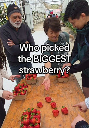 Join the Strawberry Picking Adventure at Maan Farms