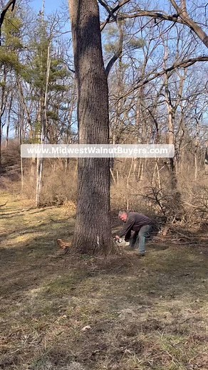 What’s your go to Saw when felling BIG timber? #stihl #500i #husqvarna #echo #skidder #walnut #blackwalnut #bigblackwalnut #logger #logging #chainsaw #saw #sawmill #mill #timberjack #woodgrain #pallet #flooring #cabincrew #cabin #cabinet #woodshop | Midwest Forestry LLC & Walnut Buyers