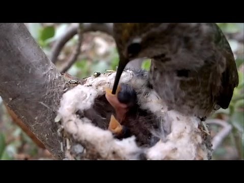 Amazing! Hummingbird Feeding Babies CLOSE UP VIDEO