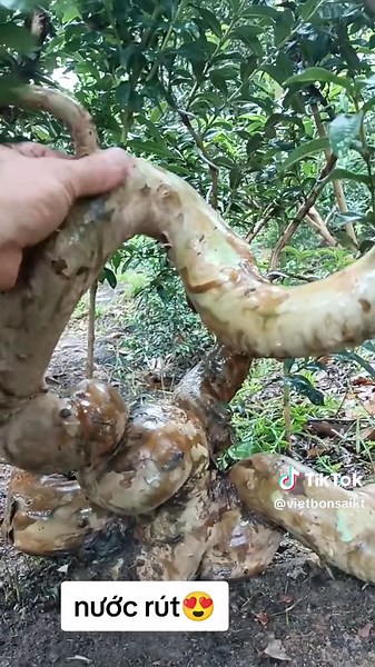 Exploring a Unique Twisted Tree in a Lush Forest