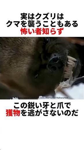 An animal nicknamed the little devil