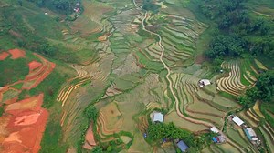 Rice Field, Rice Terrace, Mountain. Free Stock Video