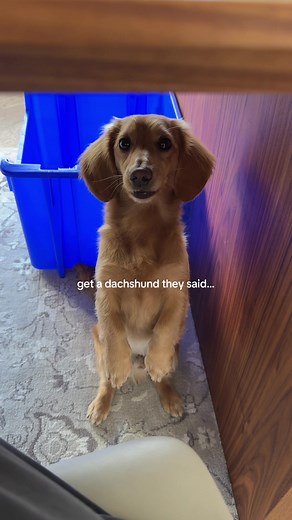 Mini Dachshund's Sassy Finger Bite Moment