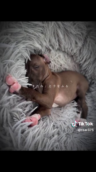 【ご報告🐶✨】 ついに…‼️ REAR-リア- クラウドファンディング ✨審査、無事通過しました✨ そして… 📢 《本日、20:00からついに公開します☺️🎉》 REARは、 🦠パルボウイルス 💉ワクチンの大切さはもちろん、 そのほかの病気やケガ、突然のお別れなど… すべての「後悔」と「想い」に寄り添い、 命を守る選択肢を伝えていく 犬服ブランドです🐕✨ たった2週間で亡くなった 愛犬レアの命を、 🌈 無駄にしないために。 「後悔を、希望に変える」 その一歩が、いよいよ始まります🌱✨ どうか…🤲 力を貸してください。 病気・事故・老衰… どんなお別れであっても、 その愛は本物です。 そんなママさん・パパさんにも この想いが届きますように🙏✨ 応援・シェアだけでも 本当に励みになります✨ #虹の橋を渡った愛犬 #おすすめ #クラファン挑戦中 #愛犬がいる暮らし #イタグレ