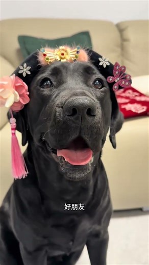 School vs. Work: Aunts Unleash Their Hidden Power! | Unusual Animal Behavior Explained