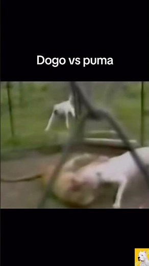 DOGO ARGENTINO ATTACK PUMA | PUMA VS DOGO FIGHT | DOG VS LION REAL FIGHT