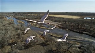 WINGS OVER WATER Trailer | Movie Trailers