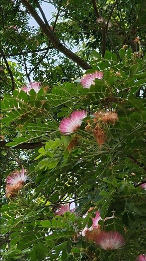 Persian Silk Tree in full bloom. Its soft, feathery pink flowers