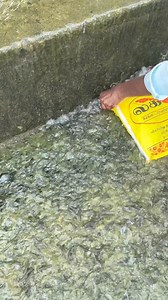 Unbelievable tiny fish catch in flowing river | Snakehead Angler Amar