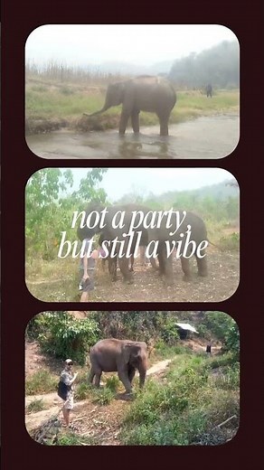A Perfect Day with Elephants 🐘✨ | Elephant Freedom Project Chiang Mai #elephantsanctuary