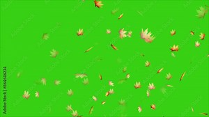 Leaves falling animation on green screen 4k. leaf falling. realistic falling autumn leaves 4K animation video with a green screen background. Leaves falling on green screen background