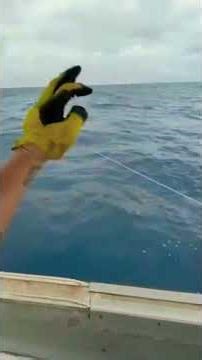 HAND LINE... GROUPER TIME! 🫨#skyes_the_limit_fishing #grouper #fishtacos #bvi #howtocatch #fyp