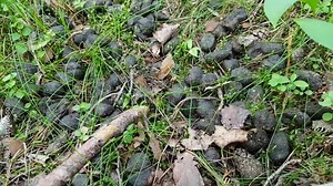 Close-up of the round poop of an animal in the woods. Life of wild animals - wild boar or deer in the forest in summer.