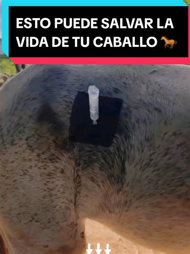 Tiflocentesis: Urgencia Crítica en Medicina Equina