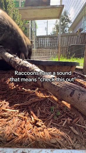 Raccoons go “?” | raccoons