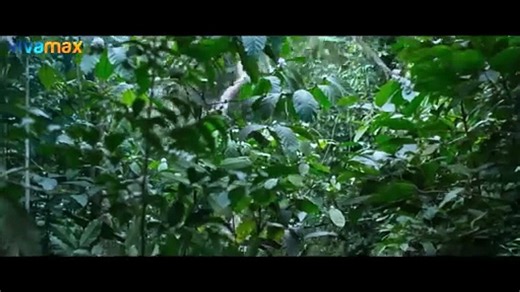 Virgin Forest | movie | 2022 | Official Trailer