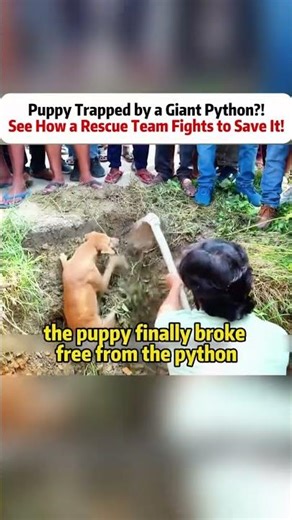 Puppy Trapped by a Giant Python?! See How a Rescue Team Fights to Save It! #giantpython #puppyrescue