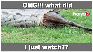 Have you ever seen a Python regurgitate a gazelle almost half its size? watch the video to find out how. | Haiya TV | Facebook