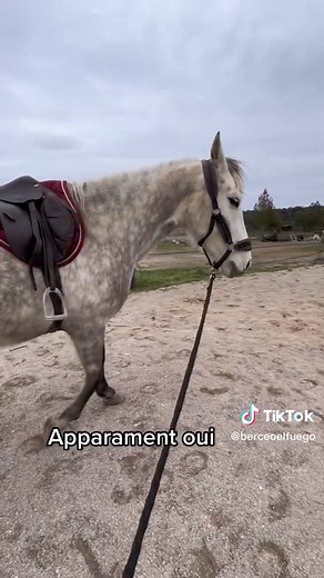 Saillie de cheval : posture virile et spectacle captivant