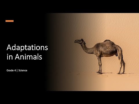 Adaptations in Animals| Class 4 | ICSE | Science | Quick Revision|Science Olympiad| Chapter 4| CBSE