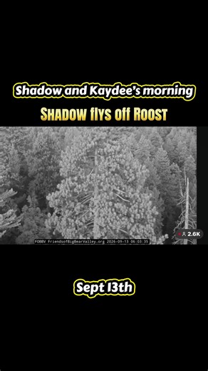 Shadow and Kaydee’s morning together. #shadow #Kaydee #shadowandkaydee #bigbear #fobbv