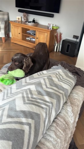 My first toy#rescue #workingcokerspaniel