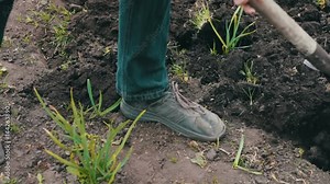 The man in the garden with a shovel digging a hole in the ground