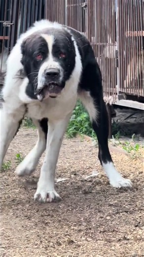 13K views · 5.8K reactions | #dogoargentino #dogoargentinopower #dogo #dogoftheday #dog | Dogoargentino38 | Facebook