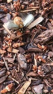 9.1K views · 263 reactions | For today's post, we have a video featuring the ten lined June beetle. Yes, it is big. Yes, it is loud. But nope, #ThatIsNotAnAsianGiantHornet For those who love the side-by-side images, we will post it in the comments! Thanks to Krysta Whiteaker for submitting the photos and video! | Washington State Department of Agriculture | Facebook