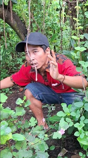 masteran burung viral lucu bikin ngakak hiburan warga+62 funny videos #funny #shorts #viral