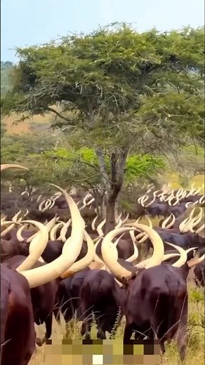 Why Surma Tribe Takes Big Horn Cows and Leaves Small Ones Behind #shortvideo