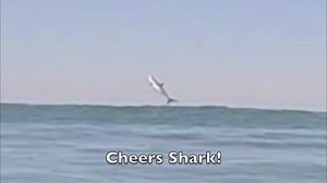 62K views · 308 reactions | Great white bigger than a kayak completely out of the water! SoCal surfer Drew Palumbo scored the footage and posted it on YouTube https://youtu.be/xxhkJtLZ3so | Kayak Fish | Facebook