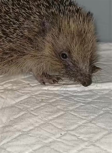 3.3K views · 374 reactions | ADZUKI ♥️ This little bean is putting up a good fight against ringworm and internal parasites, He is now 239g  #hedgehoghotel #Adzuki #littlebean #incare | Ryston Rachel's Hedgehog Hotel | Facebook