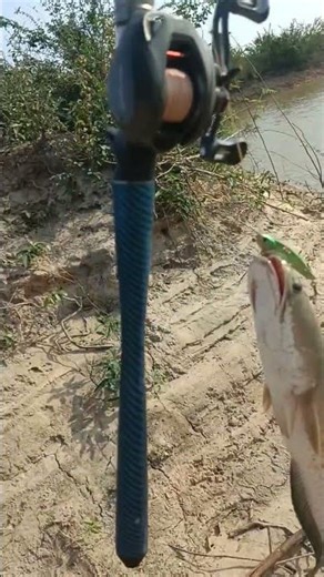 Catching BIG FISH at the River Bank: The Ultimate Angler’s Adventure! #fishingvideo #fishing
