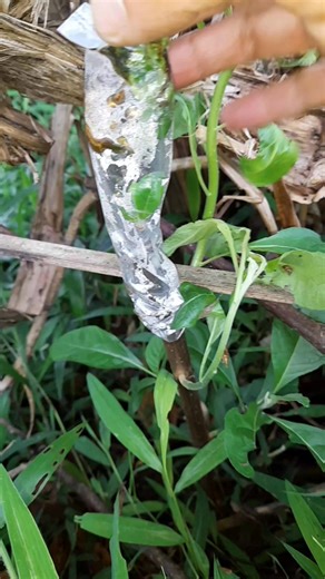 Chipbudding successful Tips: sharp and clean blade, low-middle humidity #budding #graftingtechnique | Grafting Techniques