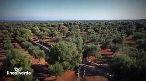 12K views · 424 reactions | TARANTO E LE FAMOSE COZZE PROTAGONISTE SU "LINEA VERDE" DOMENICA 27 NOVEMRE RAI 1. "Perché le famose cozze della città di Taranto sono considerate un gioiello o, come le chiamano loro, un "cioccolatino dell’acqua"? Questo e molto altro ancora nella puntata di domenica di LineaVerde, con Beppe Convertini e Peppone Calabrese alle 12.20 su Rai1 e RaiPlay. | MultiRadio Massafra | Facebook