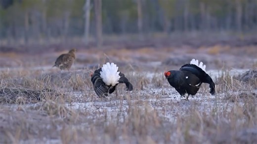 A hen moves away across the marsh after mating. The display continues. The males keep fighting. The bubbling echoes across the marsh at dawn. More hens are on their way. You sit in the warmth. Outside the panoramic window an ancient drama unfolds, raw, intense and completely real. Book your stay at Skogsögat Available 15 April to 15 May #northwild #blackgrouse #wildlife #nature #experience www.northwild.se | Daniel Robertsson