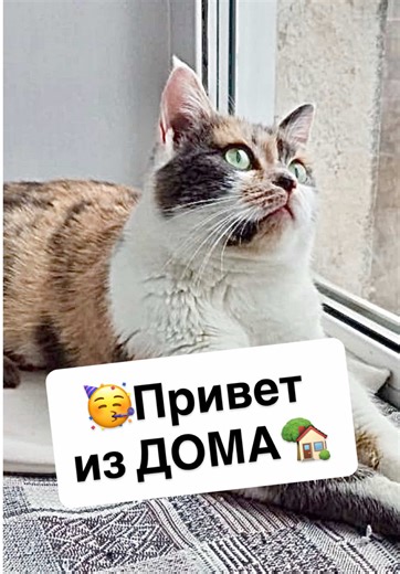 🥳Привет из ДОМА от Марики🏡 ♿️Дагестан. Несчастную Марику нашли страшно исkaлеченной. Одна ее лапка была вывернута в сторону💔 😰Мы не должны были брать Марику… В тот день местные волонтеры Дагестана грузили других больных котиков в машину, чтобы отправить к нам на лечение🚗 😭Марику попросили забрать самой последней, когда водитель уже уезжал. Ну как можно было отказать такому горюшку?🥺 🆘Поkaлеченную ножку пришлось ампутировать. По приезде в фонд «Леона» лапка была уже окостеневшей, спасти е