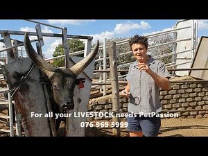 PetPassion Bull nose ring