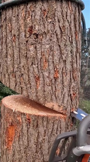 635K views · 2.8K reactions | Axes, chainsaws, and respect 望欄 #lumberjack #treechopping #chainsaw #asmr #satisfying #trees #logchopper | Guilty of treeson | Facebook