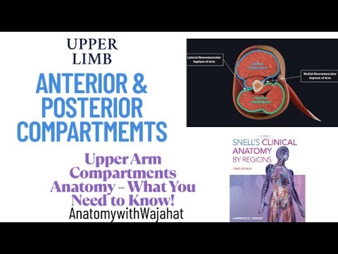 Upper Arm Anatomy: Flexor & Extensor Compartments Simplified in Just 5 Minutes