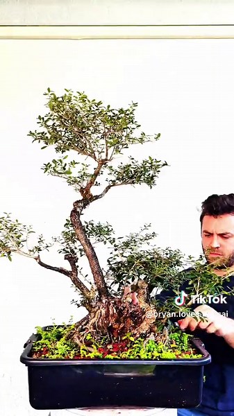 Doing a little spring time maintenance on this Ilex Schilling #bonsai project 🌳🪾🌞