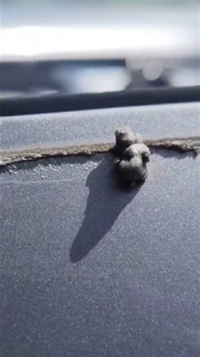 windowvisor maintenance #cars #window #accessories #automobile #diy #adhesive #cleaning #detailing