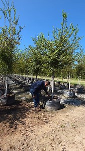 1K views · 161 reactions | Olmo De Río Cedar Elm Ulmus crassifolia en el centro de producción Ojo de Agua en Montemorelos N.L México . Del Desierto al bosque en un momento . Pioneros en Producción de Especies Nativas y Naturalizadas No Invasoras del Norte y Altiplano Mexicano . #adriancavazoscavazos #viverosregionales #olmo | VIVEROS REGIONALES | Facebook