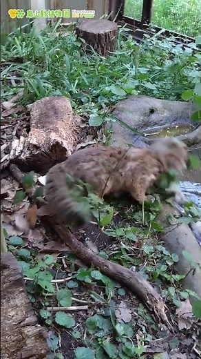 【東山動植物園公式】したるとへちまと時々飼育員：予告編：ツシマヤマネコの赤ちゃん成長記《 ツシマヤマネコ 》 #short
