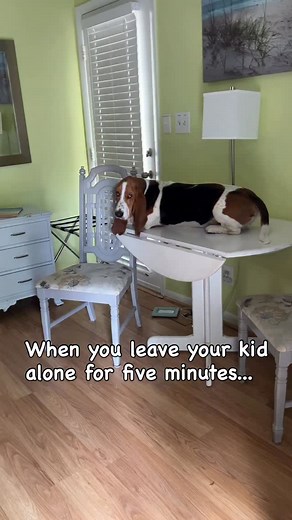 16K views · 3.2K reactions | Because everyone's dog lays on the kitchen table... #bassethound #bassethoundsofinstagram #dogsofinstagram #dogmom #dogoftheday #dogstagram #funny #dogsofinsta #dogs #jokes | Basset Ruckus | Facebook