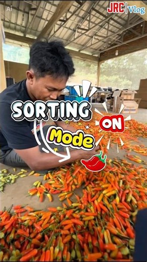 Sortase buah cabai rawit #kuningan #jagatrajacabai