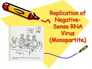 Replication of Negative-Sense RNA Virus (Monopartite) - SlideServe