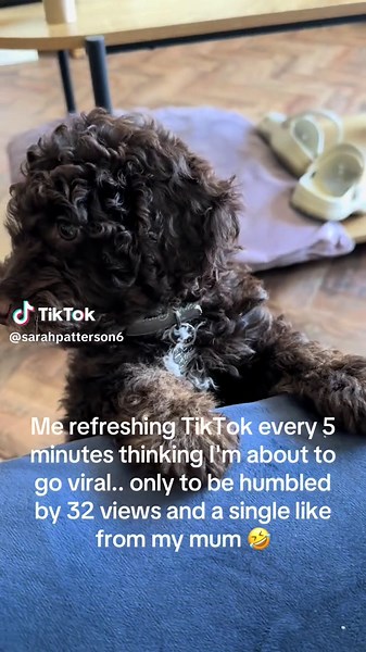 Thanks for all the likes and views we love sharing our journey 🤎🐾🐕🍫#puppylove #cockapoo #dogs #fyp #trendingvideo #dogsoftiktok #cockapoosoftiktoks #puppysoftiktok #puppylife