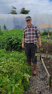 21 reactions | Dealing with Potato Blight.  Apologies for sound...